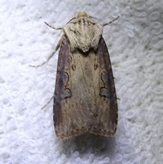 Agrotis volubilis