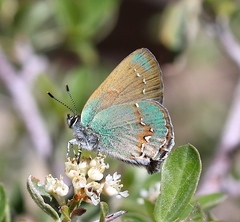 Callophrys affinis