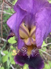 Iris × germanica