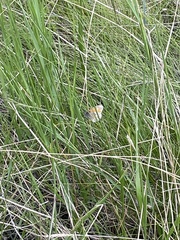 Coenonympha california