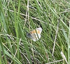 Coenonympha california