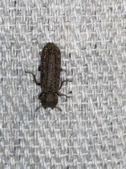 Lichenophanes bicornis