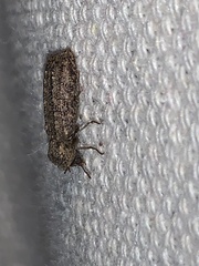 Lichenophanes bicornis