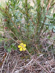 Hibbertia fasciculata