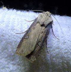 Agrotis volubilis