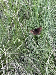 Erebia epipsodea