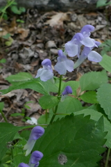 Scutellaria serrata