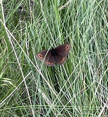 Erebia epipsodea