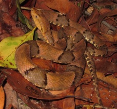 Bothrops moojeni