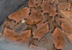 Bothrops moojeni
