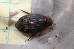 Acilius abbreviatus