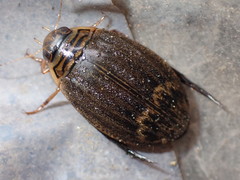 Acilius abbreviatus