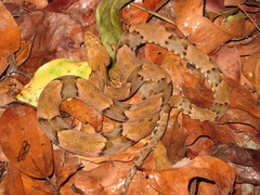 Bothrops moojeni