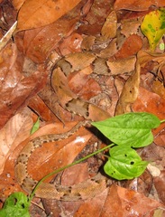 Bothrops moojeni