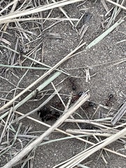 Formica subpolita