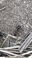 Formica subpolita