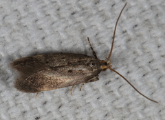 Neodactylota