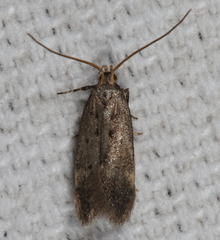 Neodactylota