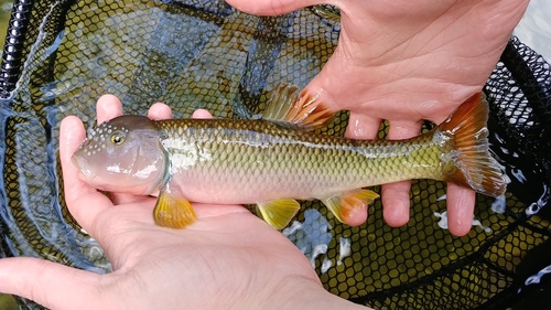 Bigmouth chub (Nocomis platyrhynchus) — Cyprinidae — 5