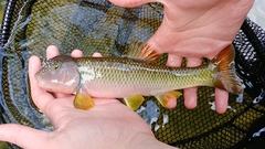 Nocomis platyrhynchus