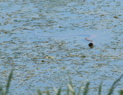 Nerodia sipedon sipedon