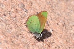 Callophrys affinis