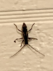 Elaphidion irroratum