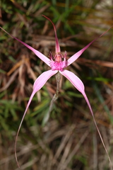 Caladenia winfieldii