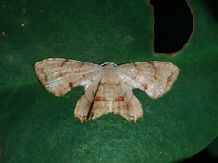 Dysaethria lilacina