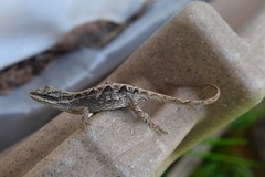 Anolis anisolepis