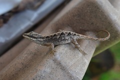 Anolis anisolepis