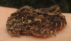 Proceratophrys concavitympanum