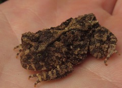 Proceratophrys concavitympanum