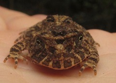 Proceratophrys concavitympanum
