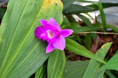 Sobralia macrantha