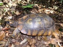Chelonoidis denticulatus