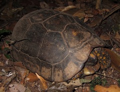 Chelonoidis denticulatus