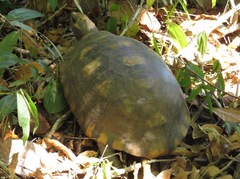 Chelonoidis denticulatus