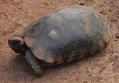 Chelonoidis denticulatus