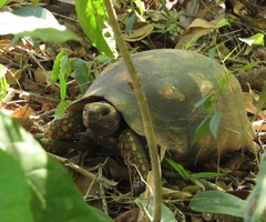 Chelonoidis denticulatus