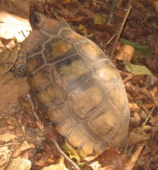 Chelonoidis denticulatus