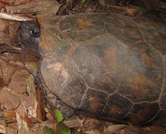 Chelonoidis denticulatus