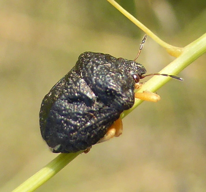 Bolbocoris
