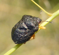 Bolbocoris rufus