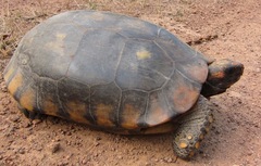 Chelonoidis denticulatus