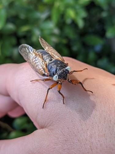 Pharaoh cicada