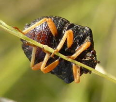 Bolbocoris rufus