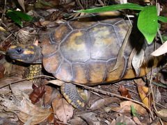 Chelonoidis denticulatus