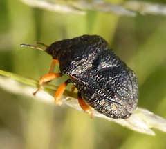 Bolbocoris rufus
