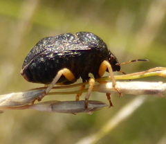 Bolbocoris rufus